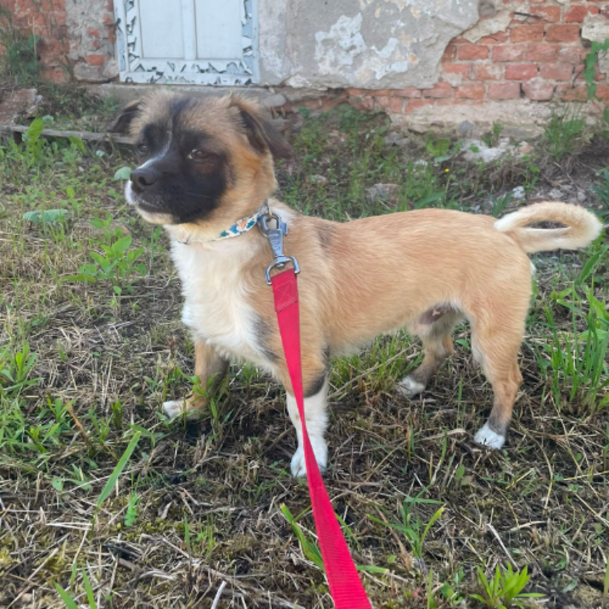 Adoption PEKI