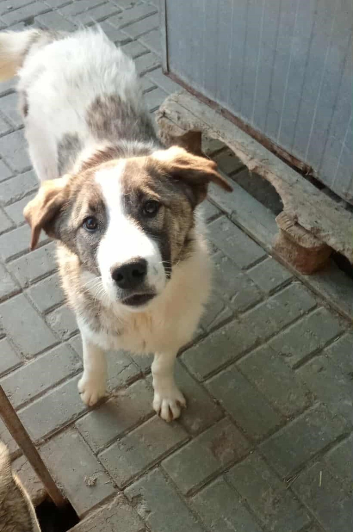 Adoption Haxo