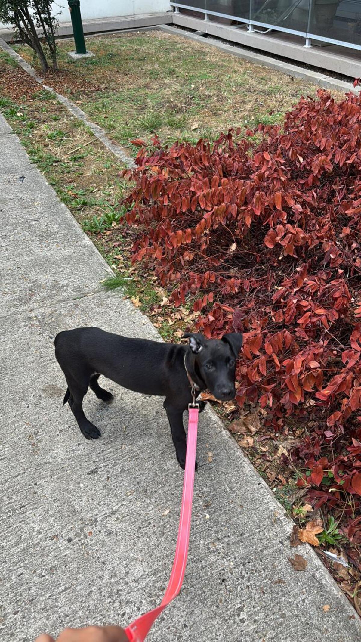 Adoption Brownie 