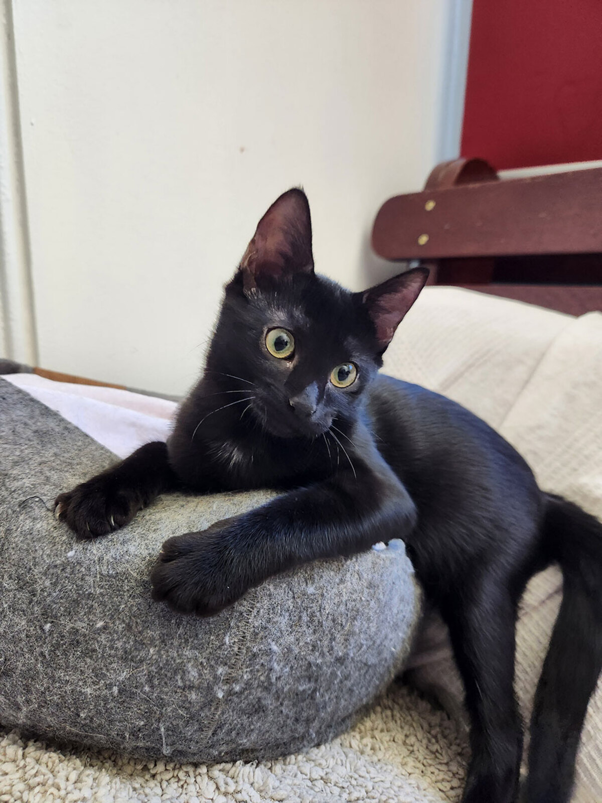 Adoption Joya