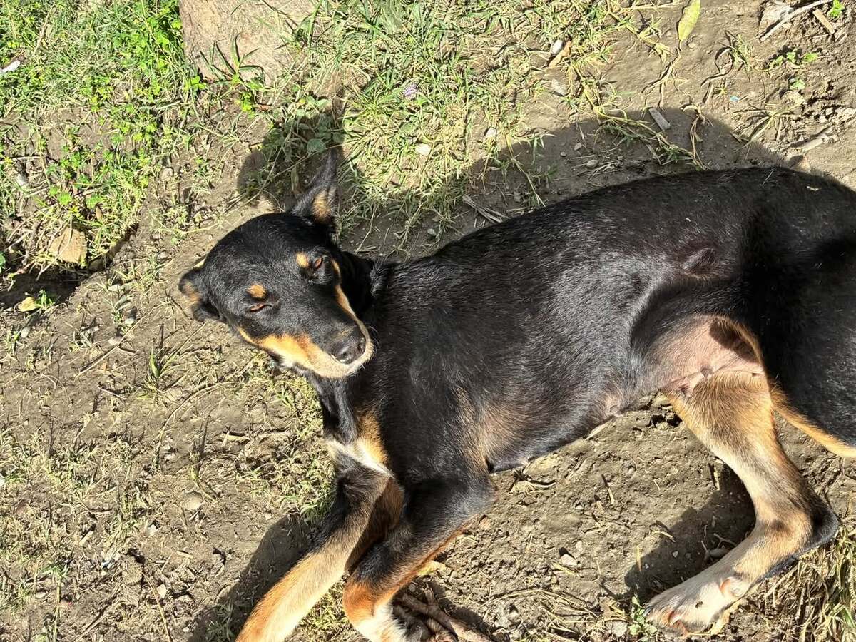 Adoption Yoko
