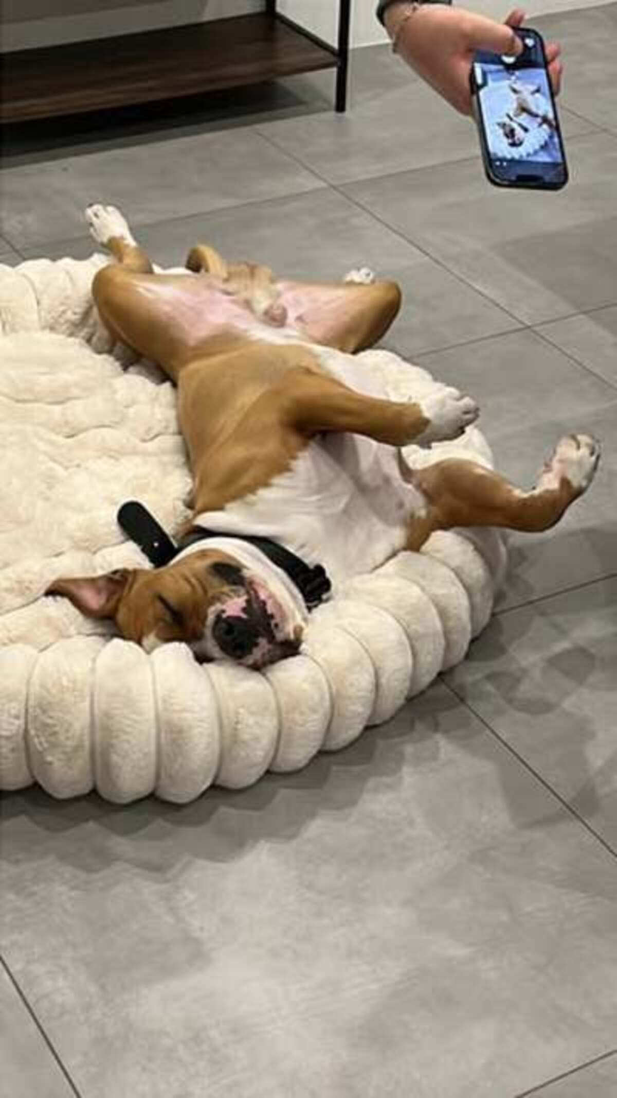 Adoption Ares