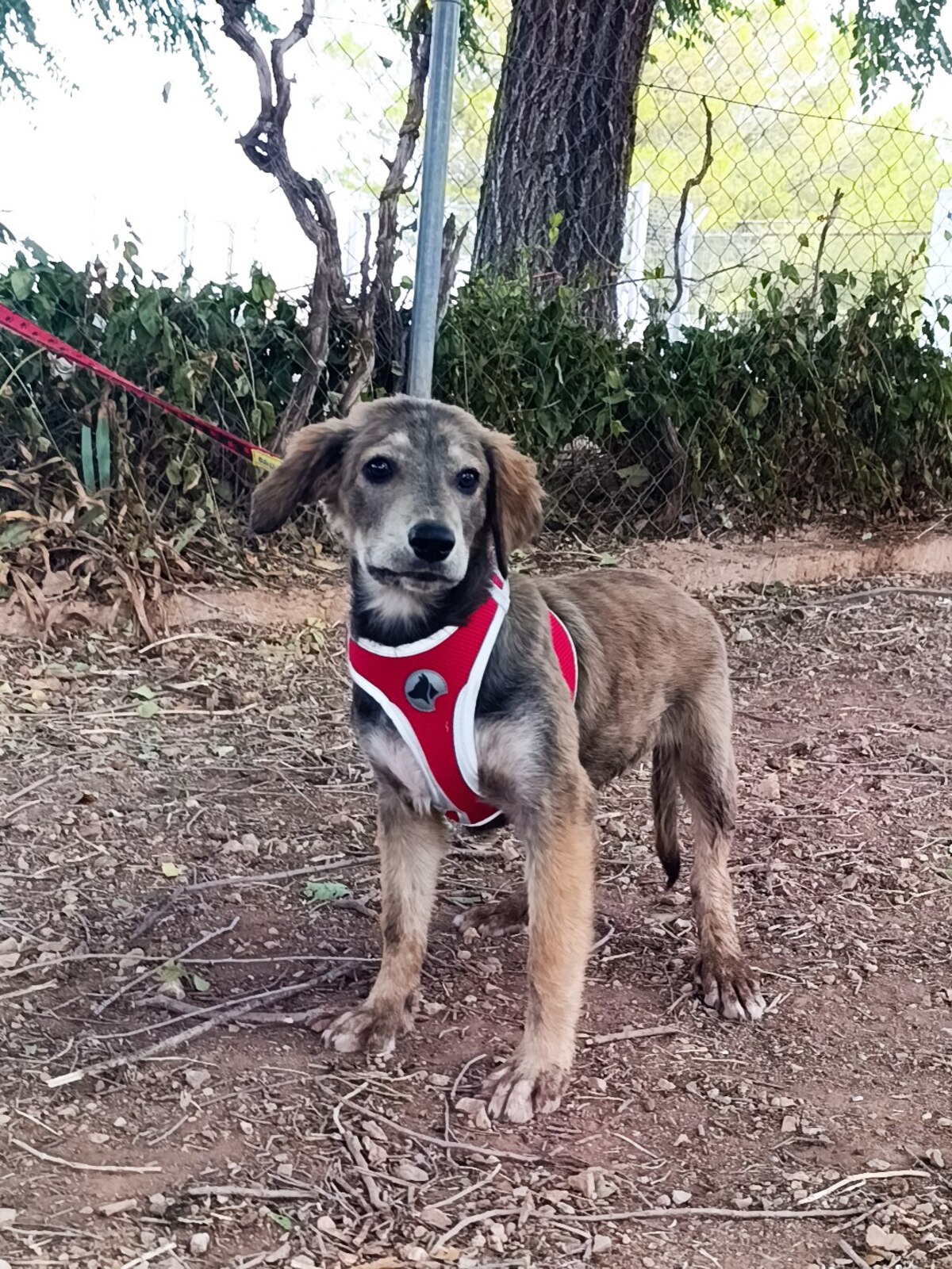Adoption Aramis