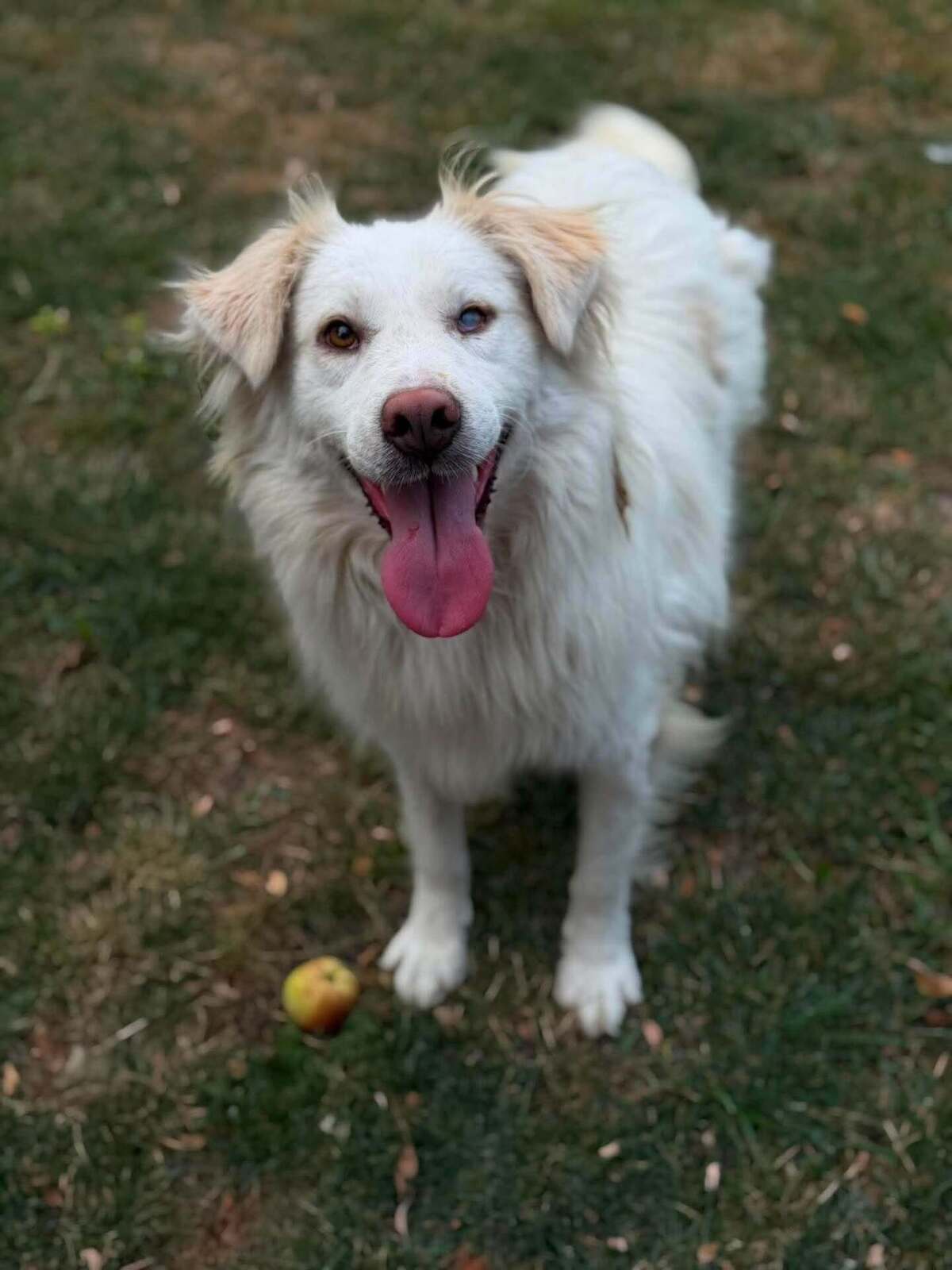 Adoption Eira