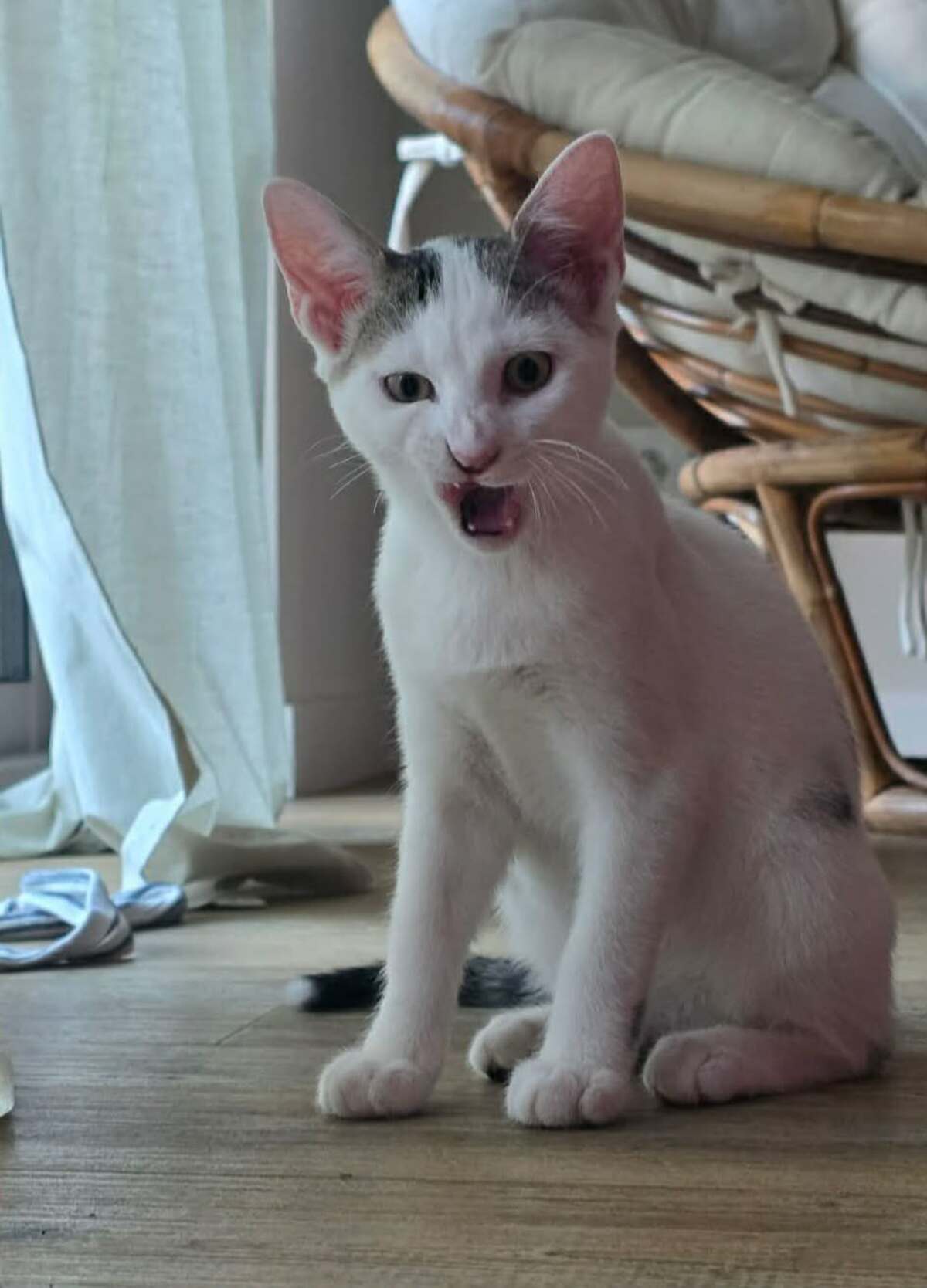 Adoption Undra