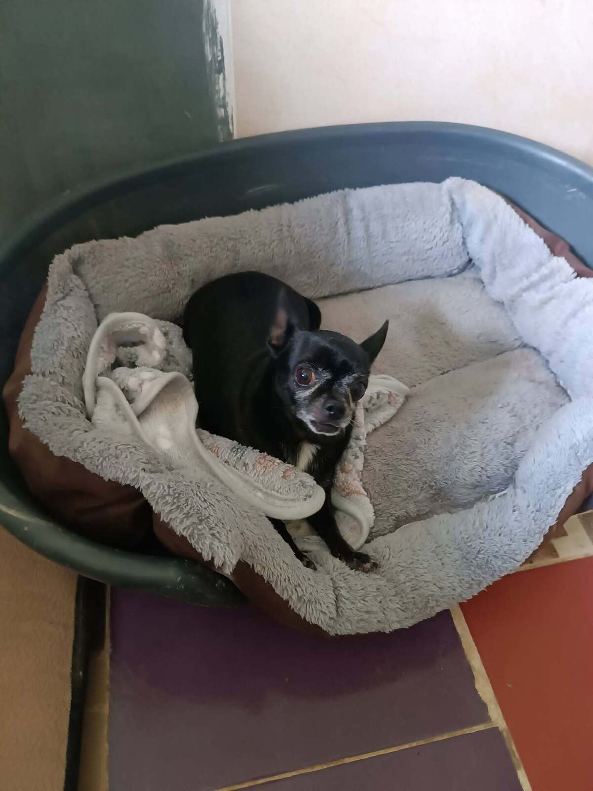 Adoption Valeria