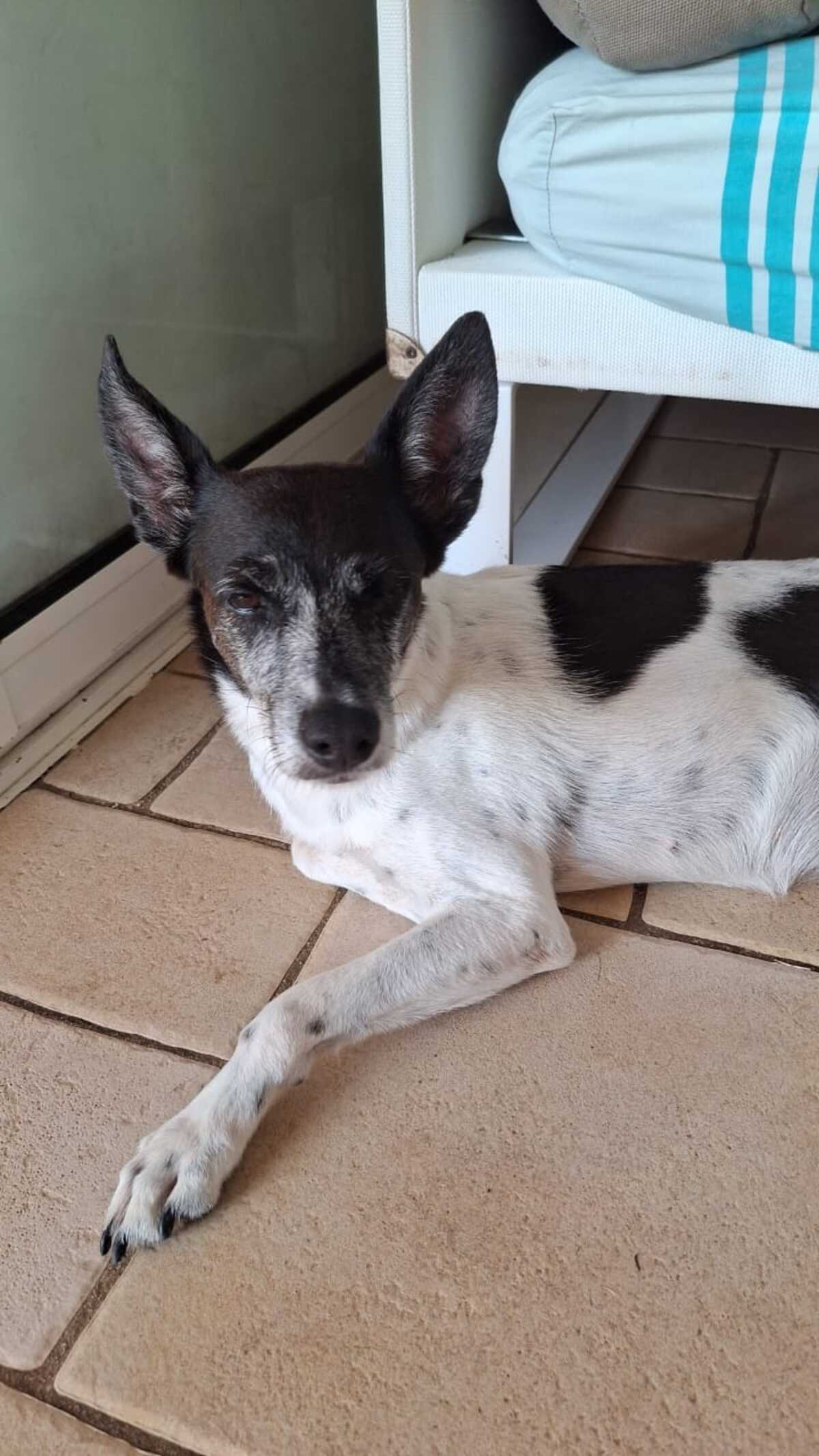 Adoption Parrafine