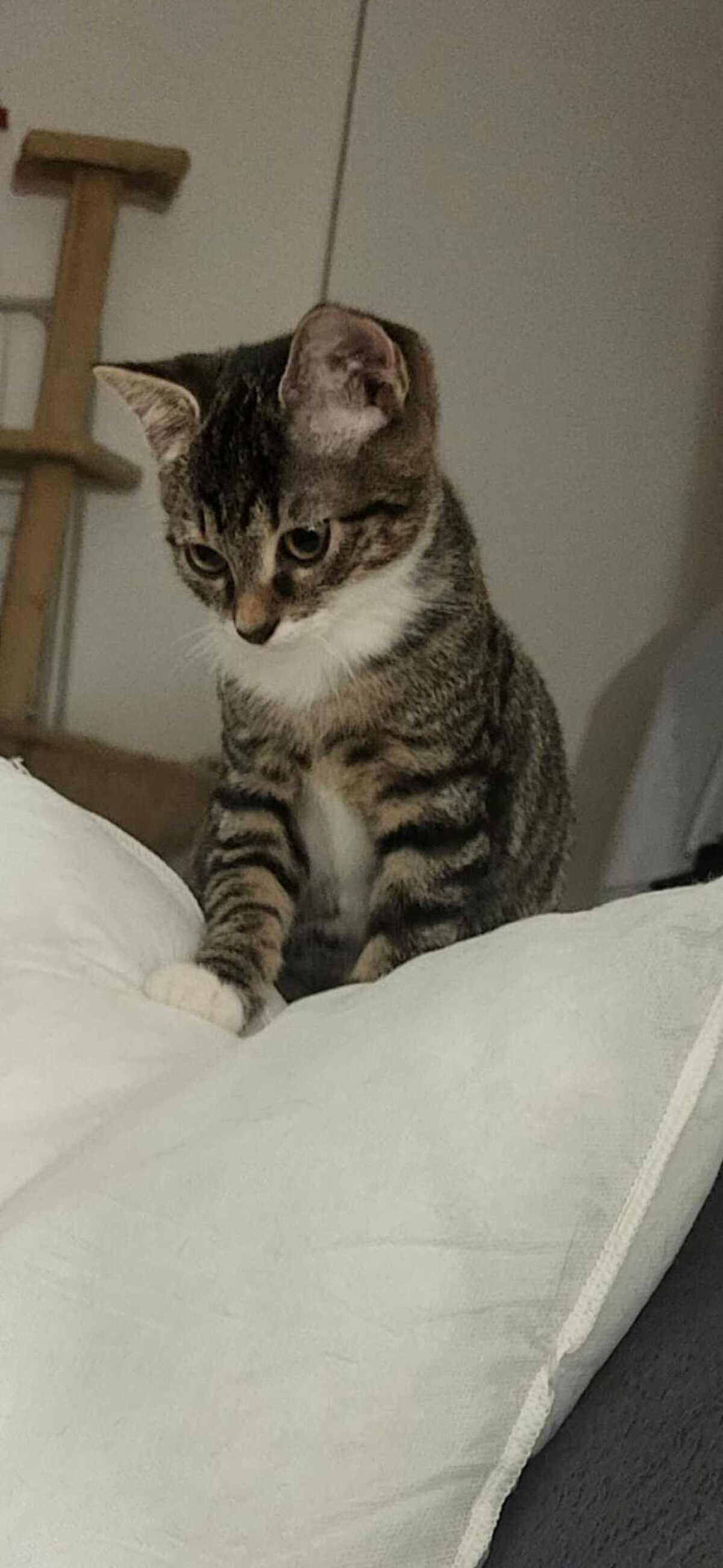 Adoption Silver