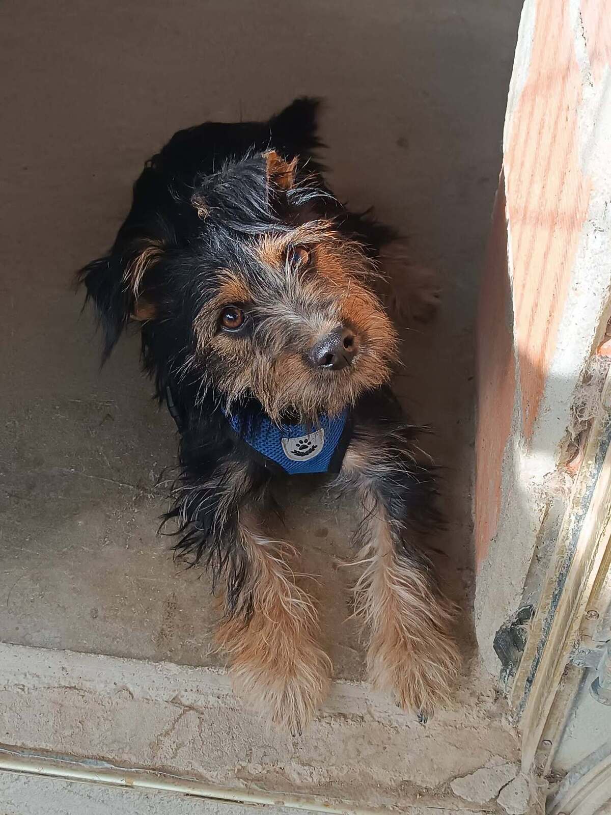 Adoption Blas