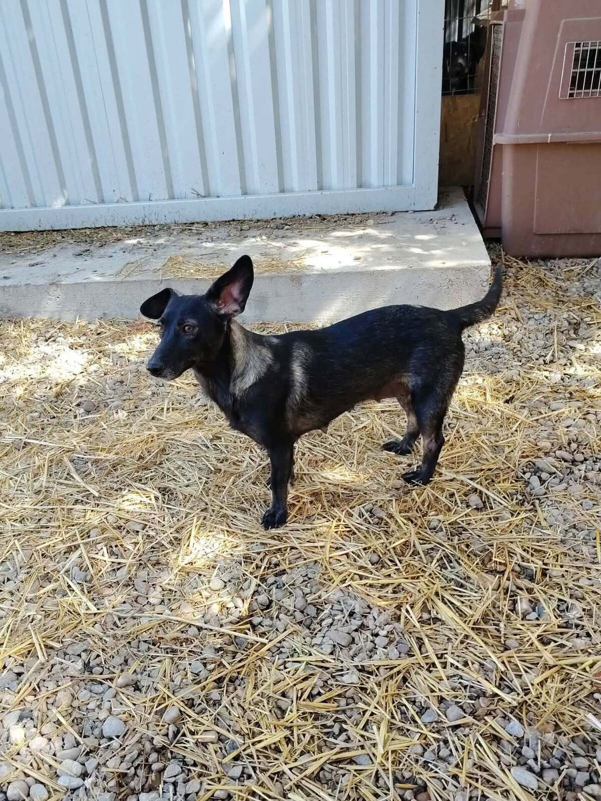 Adoption Melba