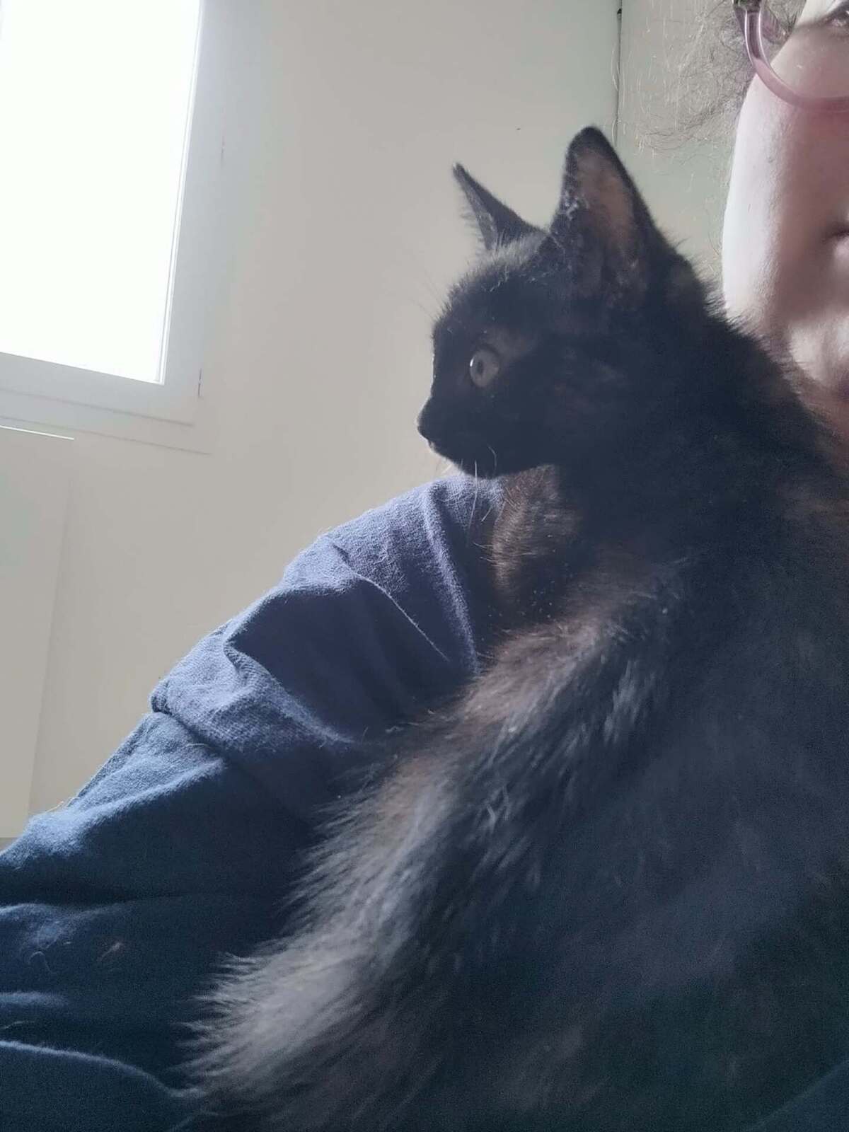 Adoption Spinelle