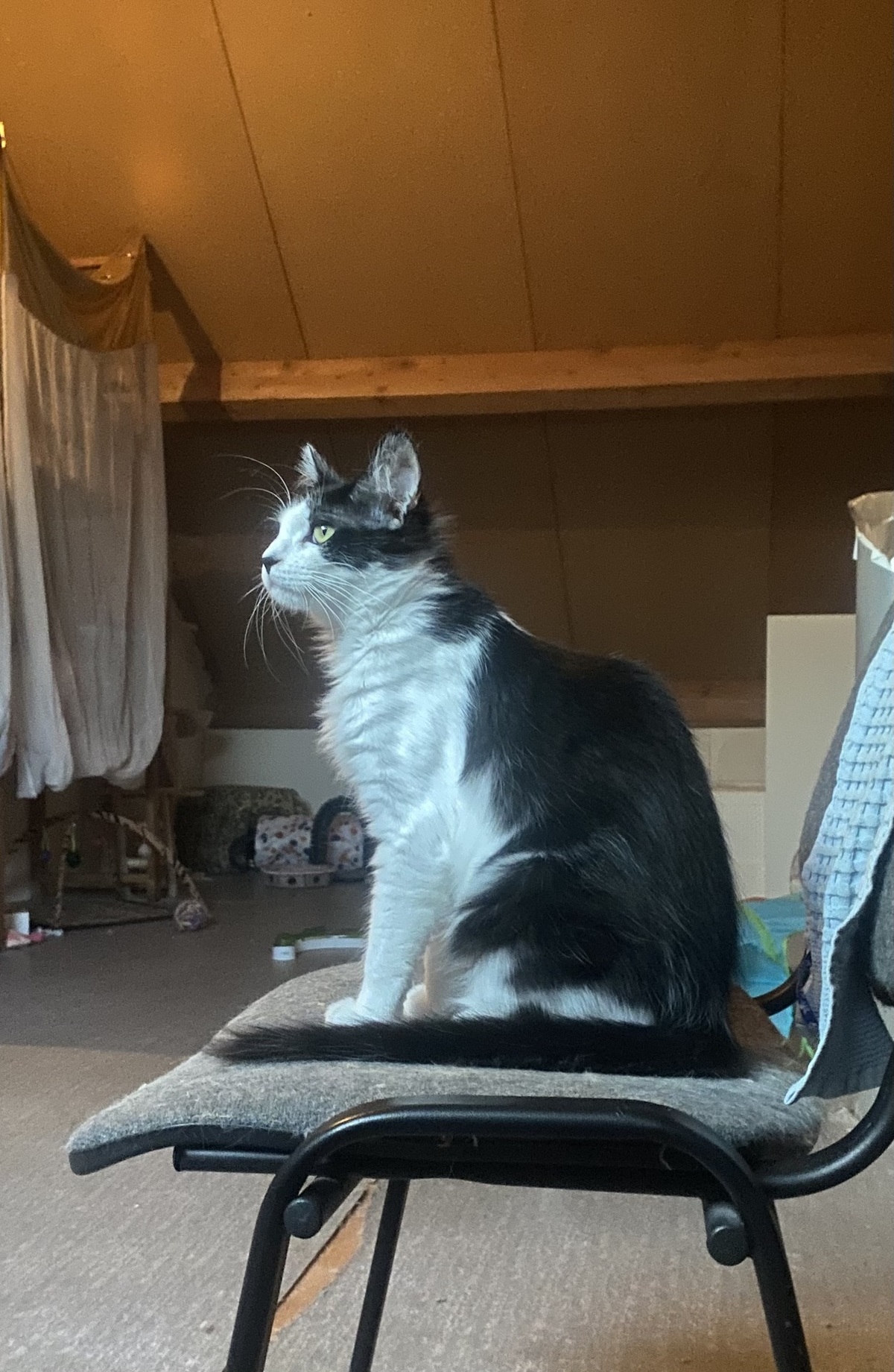Adoption Chocapic