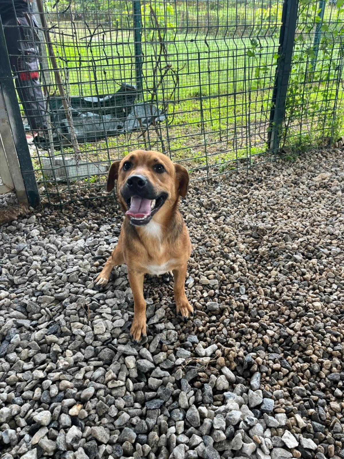 Adoption tiko