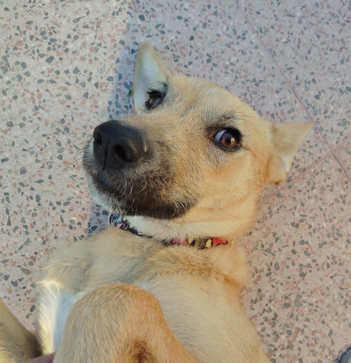 Adoption Cala