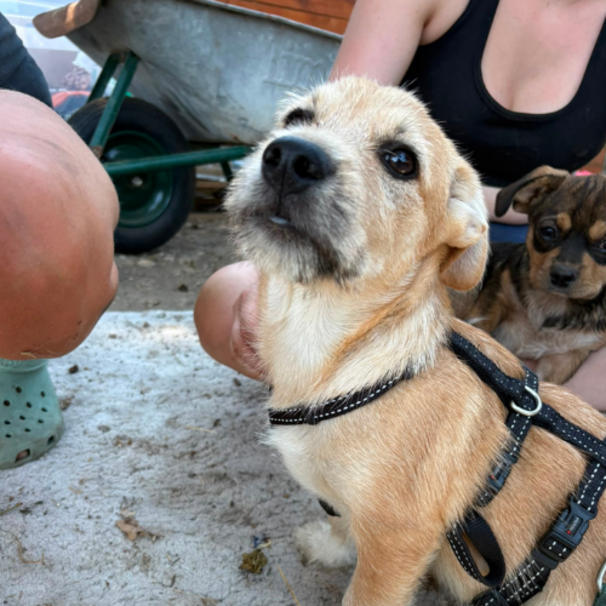 Adoption KINOU