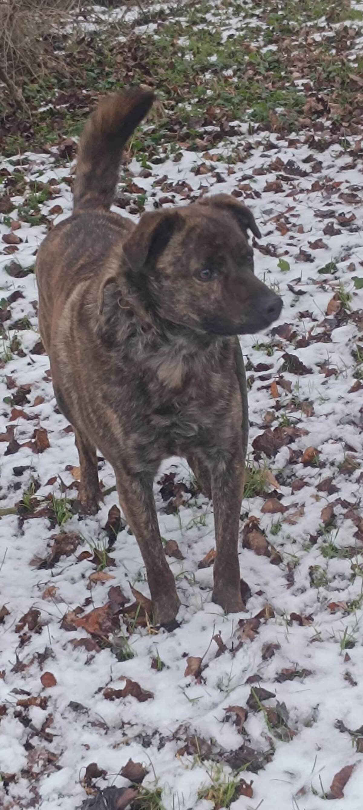 Adoption Tex