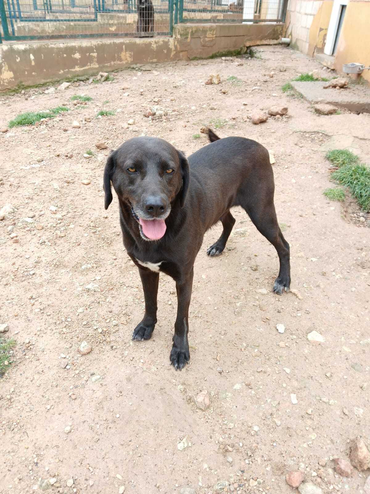 Adoption Kayu