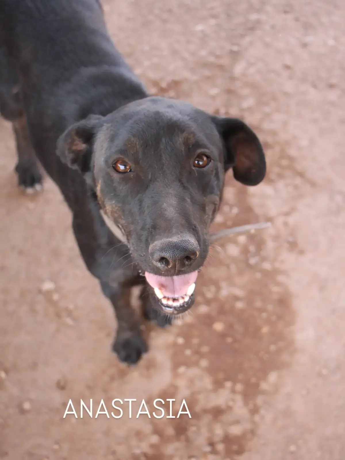 Adoption Anastasia