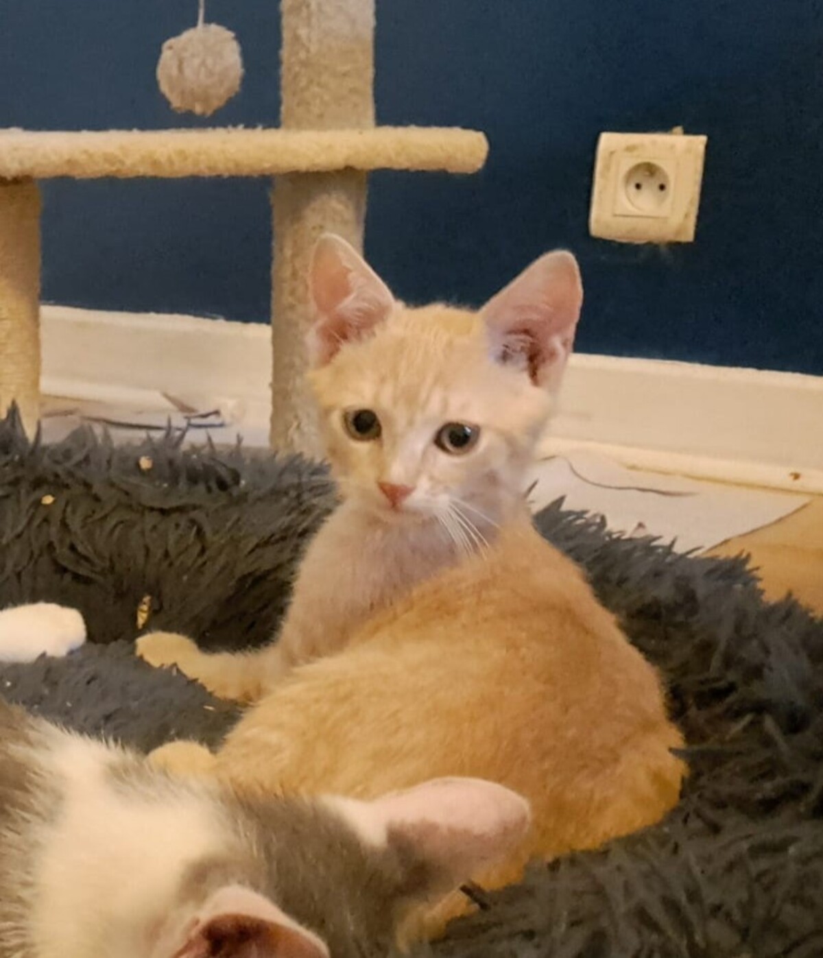 Adoption Aïko