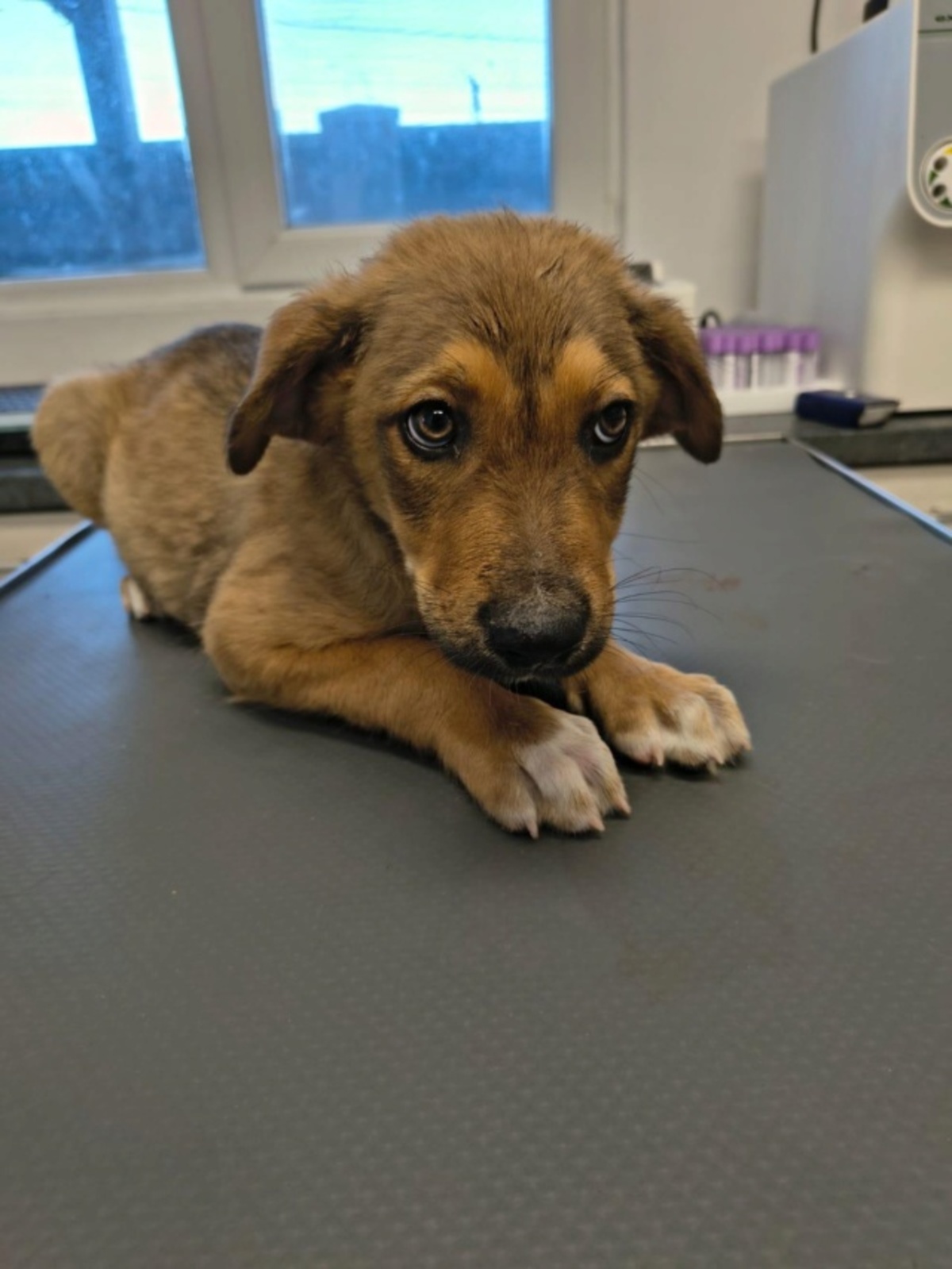 Adoption Melfi