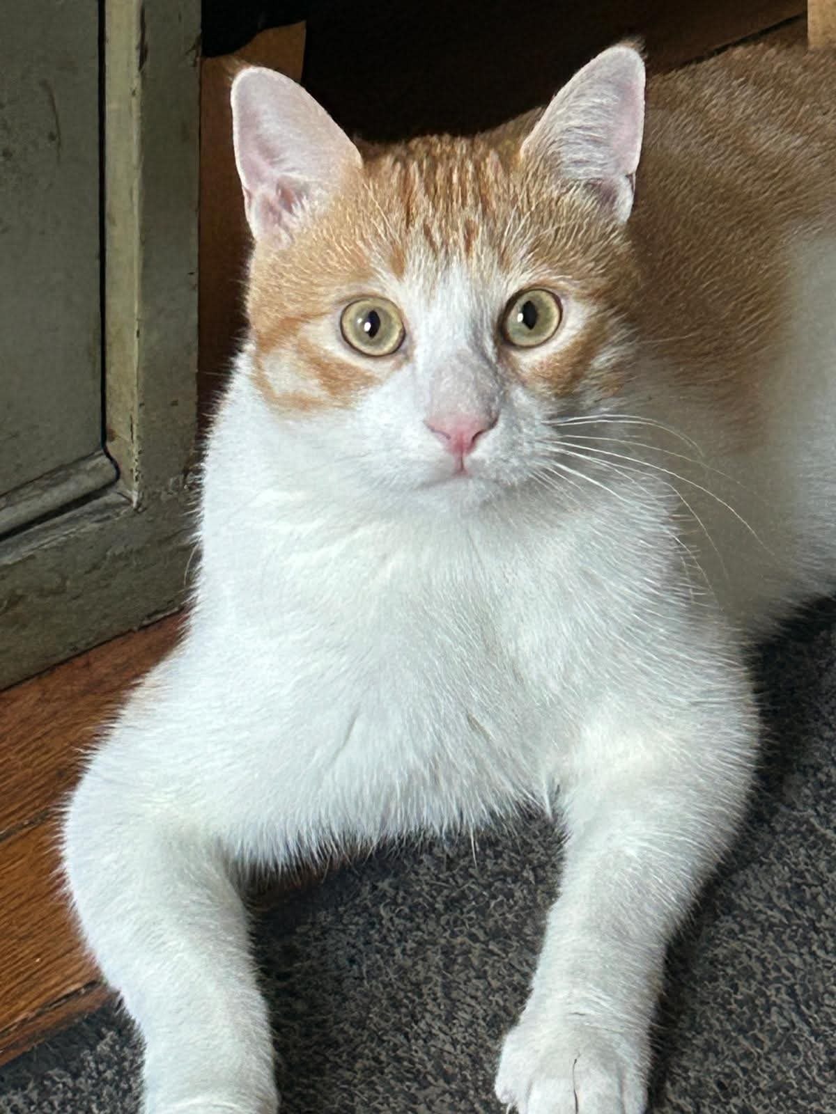 Adoption Miki