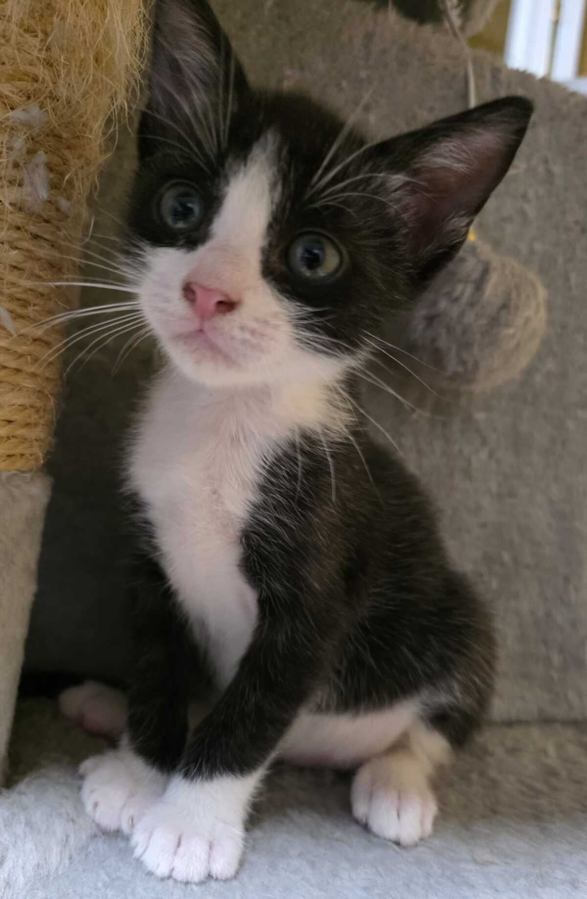 Adoption Yuzu