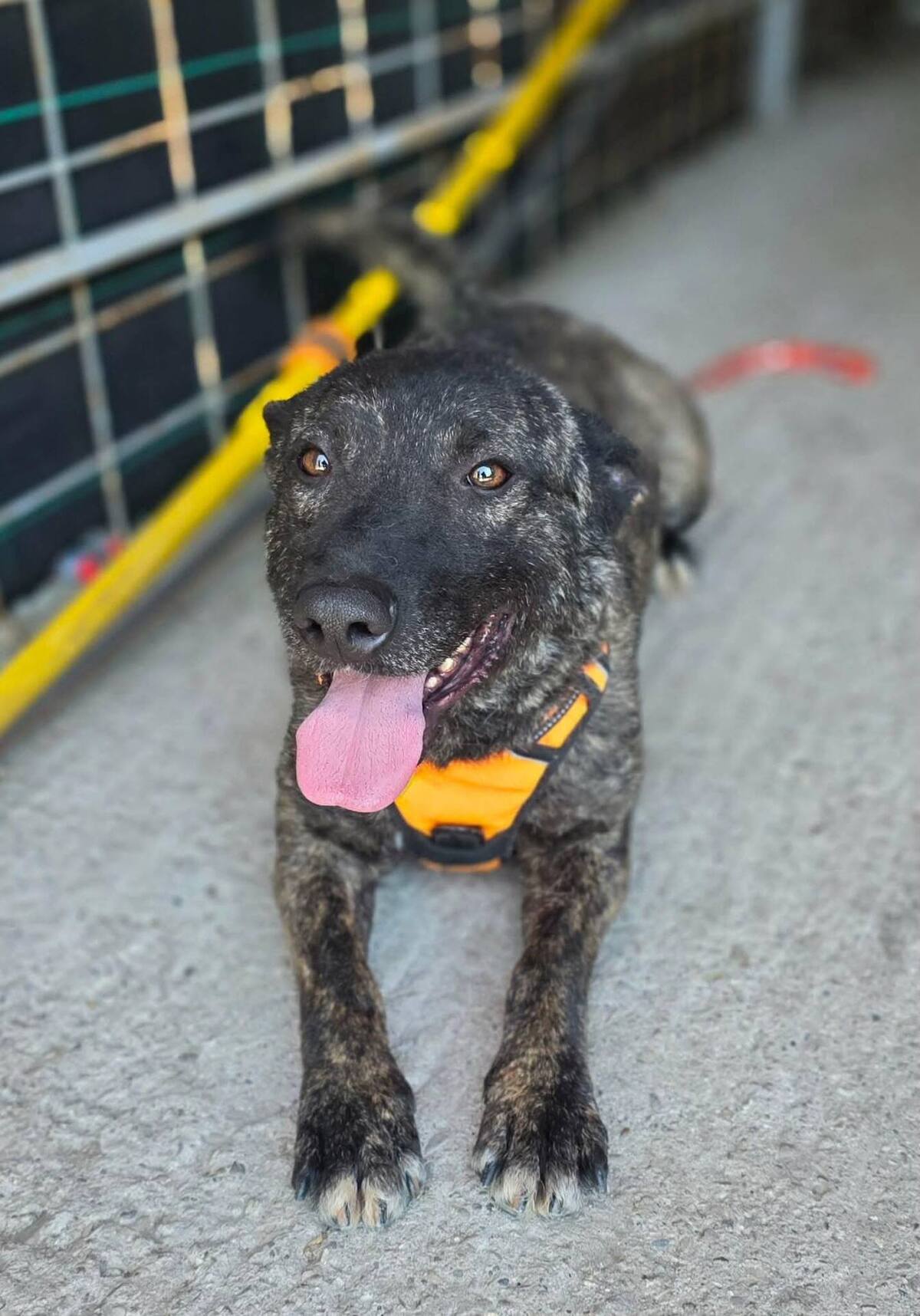 Adoption Réglisse