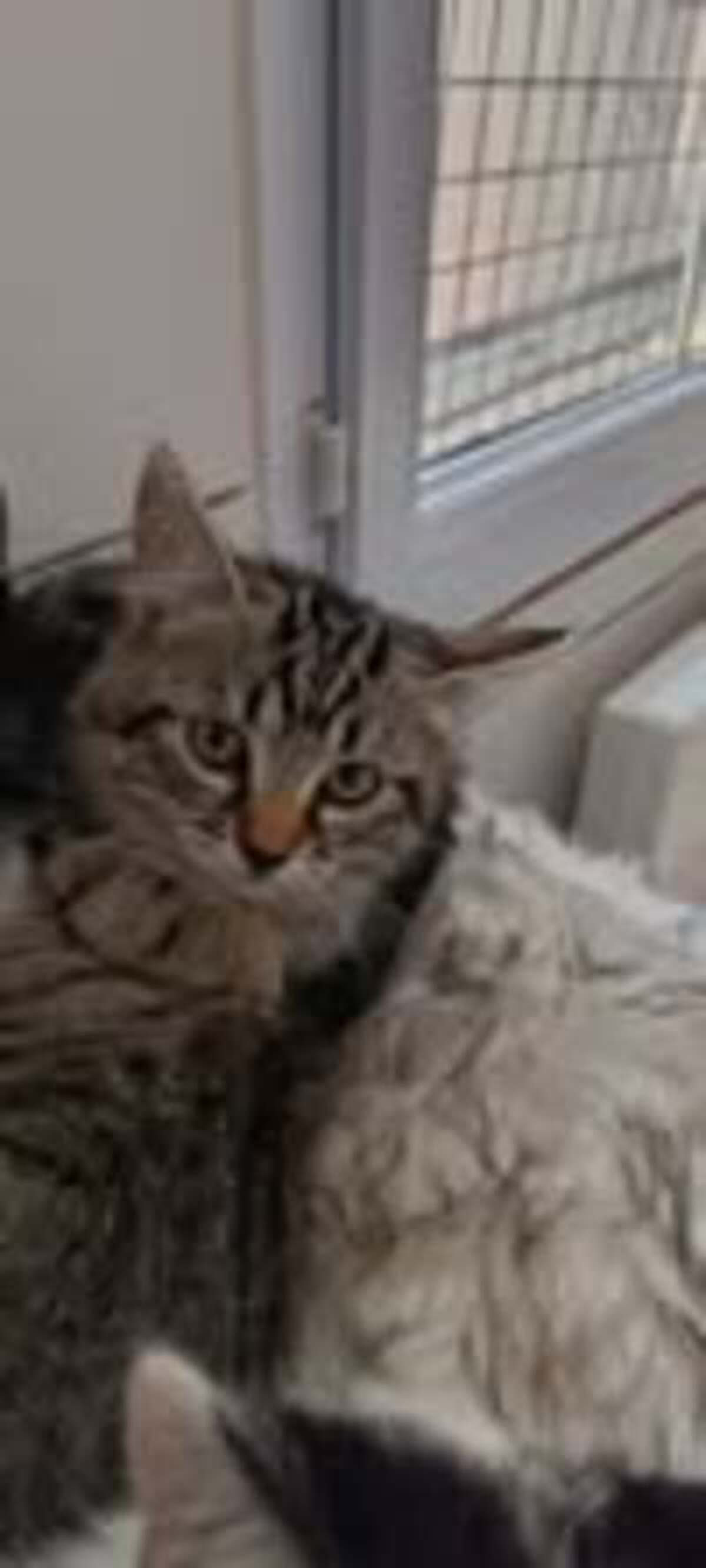 Adoption Mielou