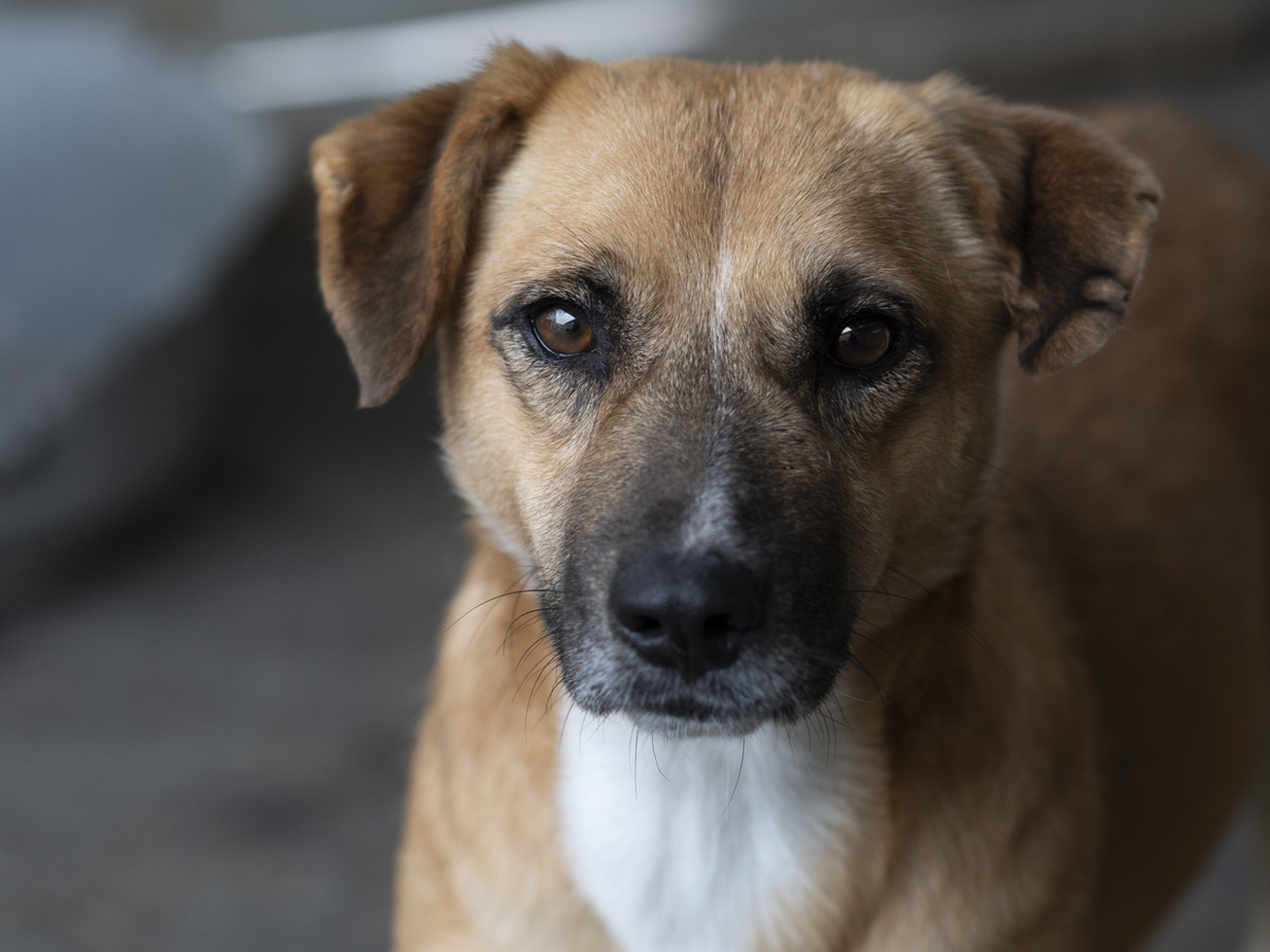 Adoption Zino
