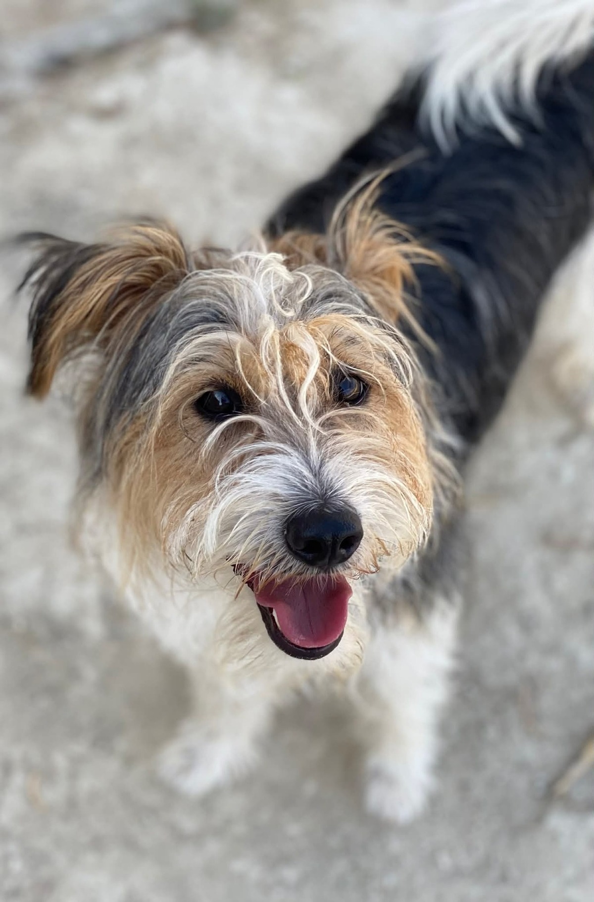 Adoption Mocho 