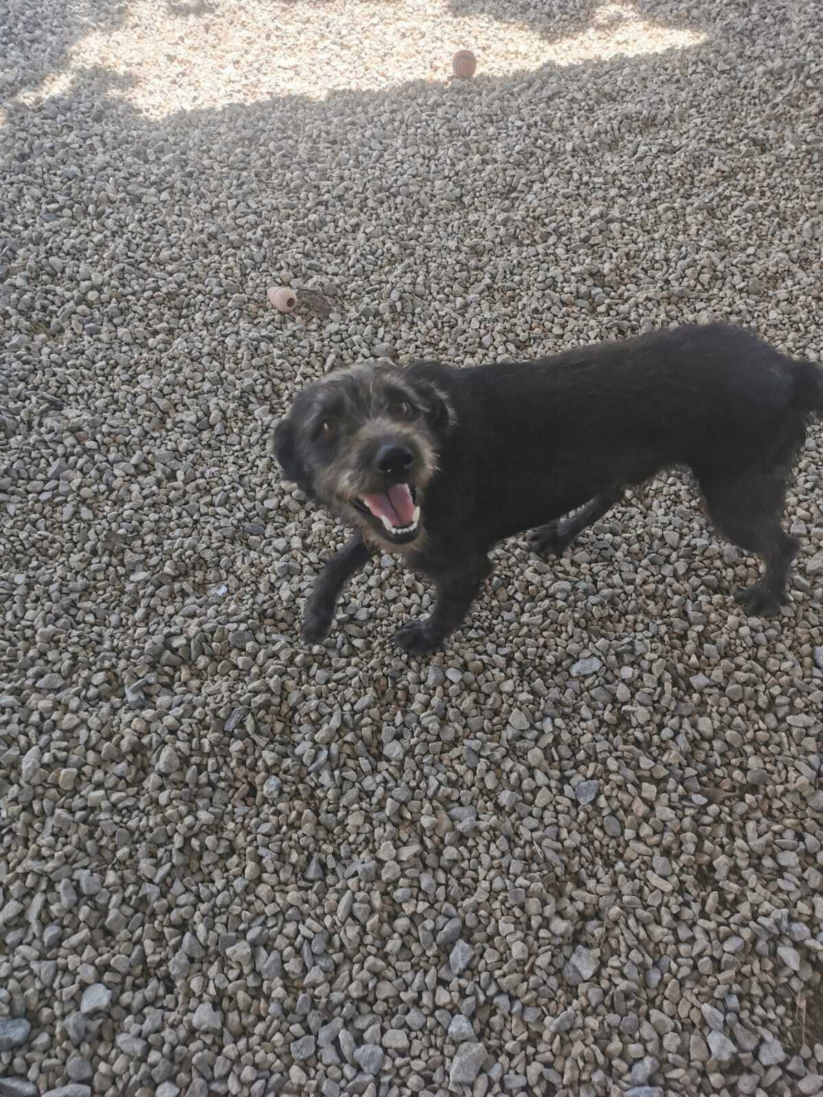 Adoption REMBO