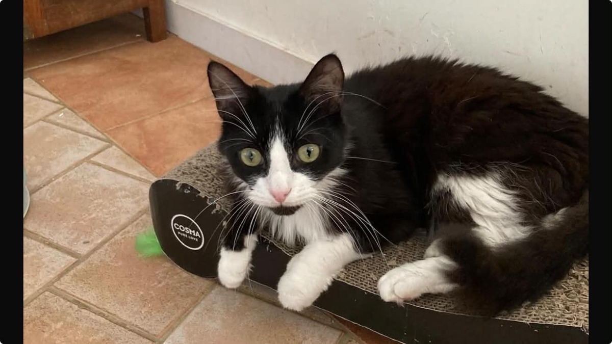 Adoption Jules