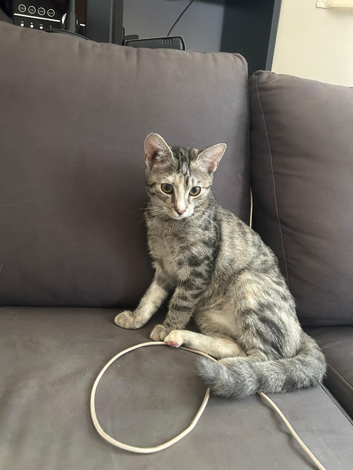 Adoption Mia