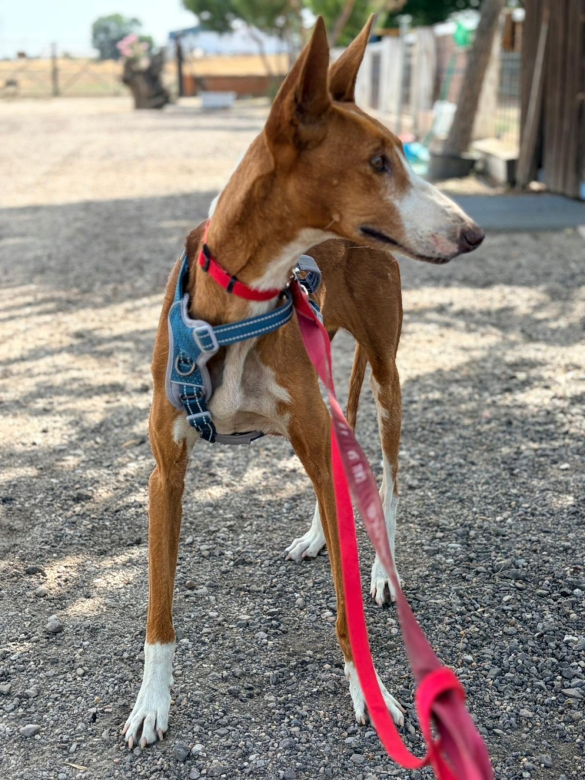 Adoption ibiza