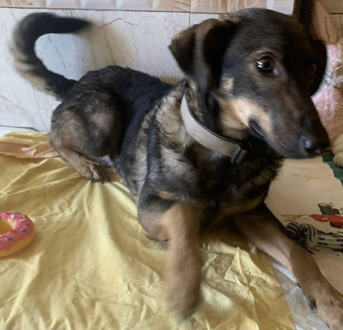 Adoption Jeffa