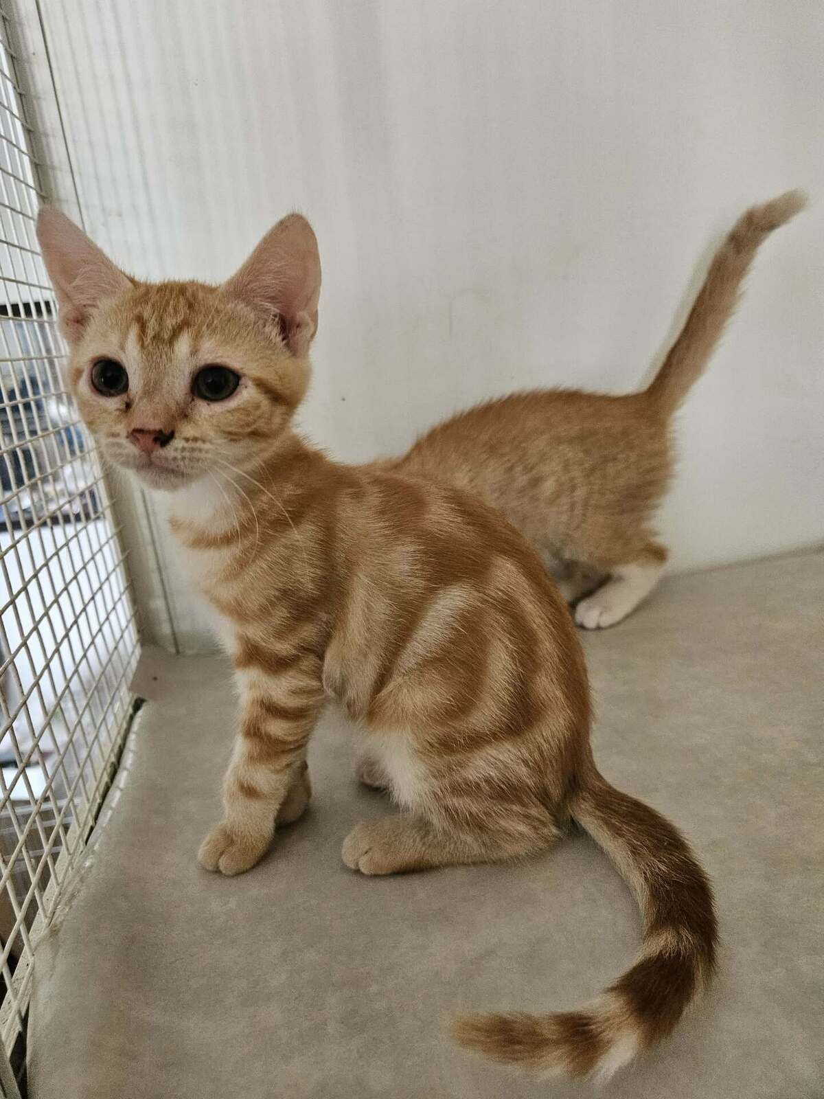 Adoption Perle
