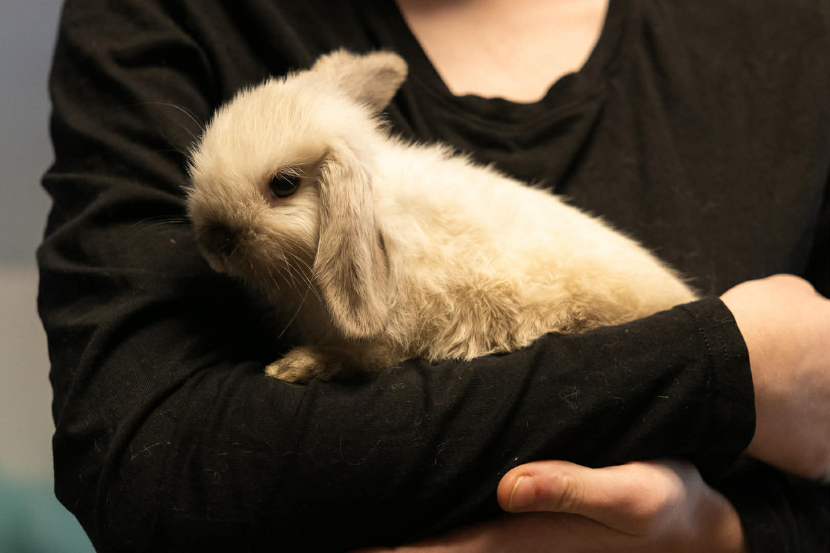 Adoption Blizzi