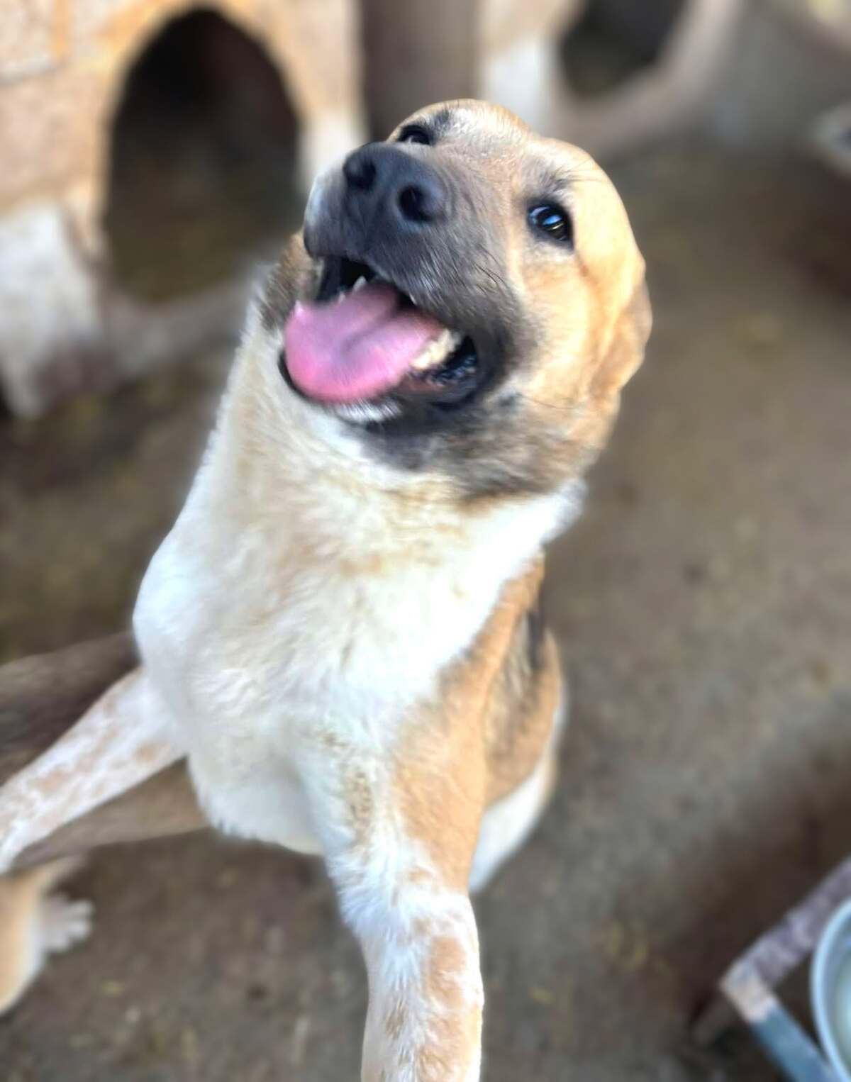 Adoption Lucien