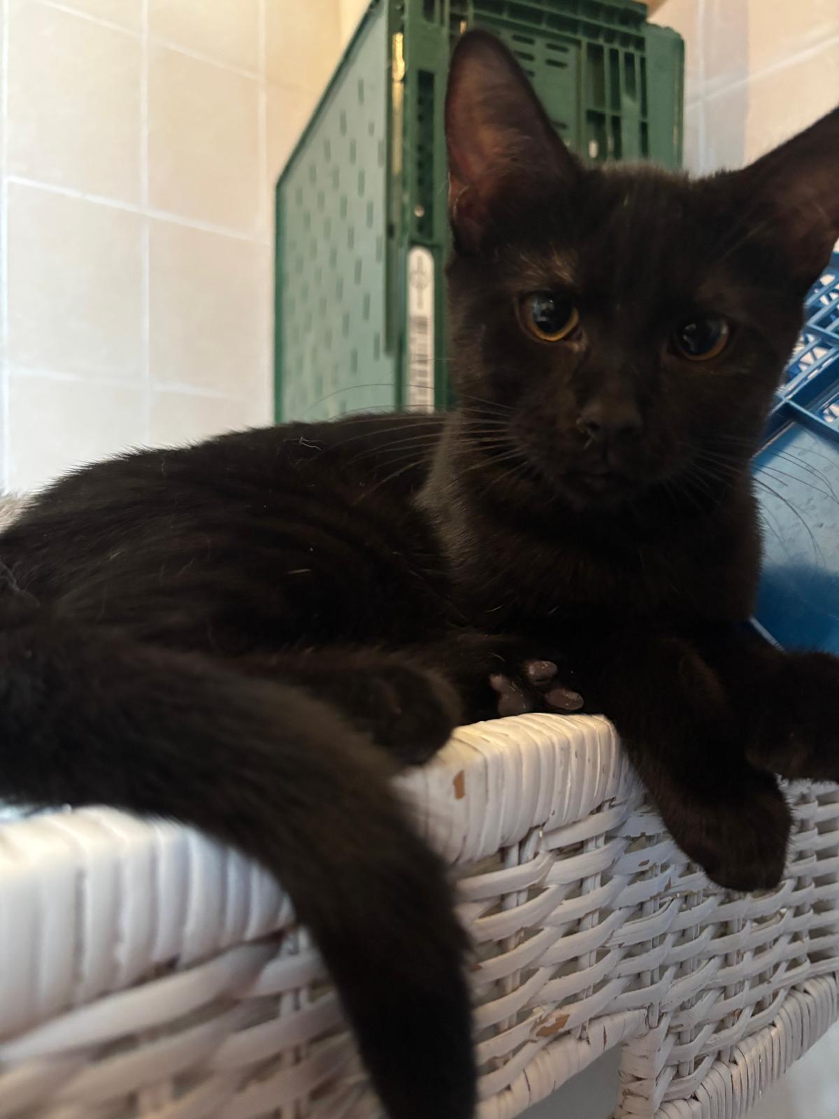 Adoption Galax