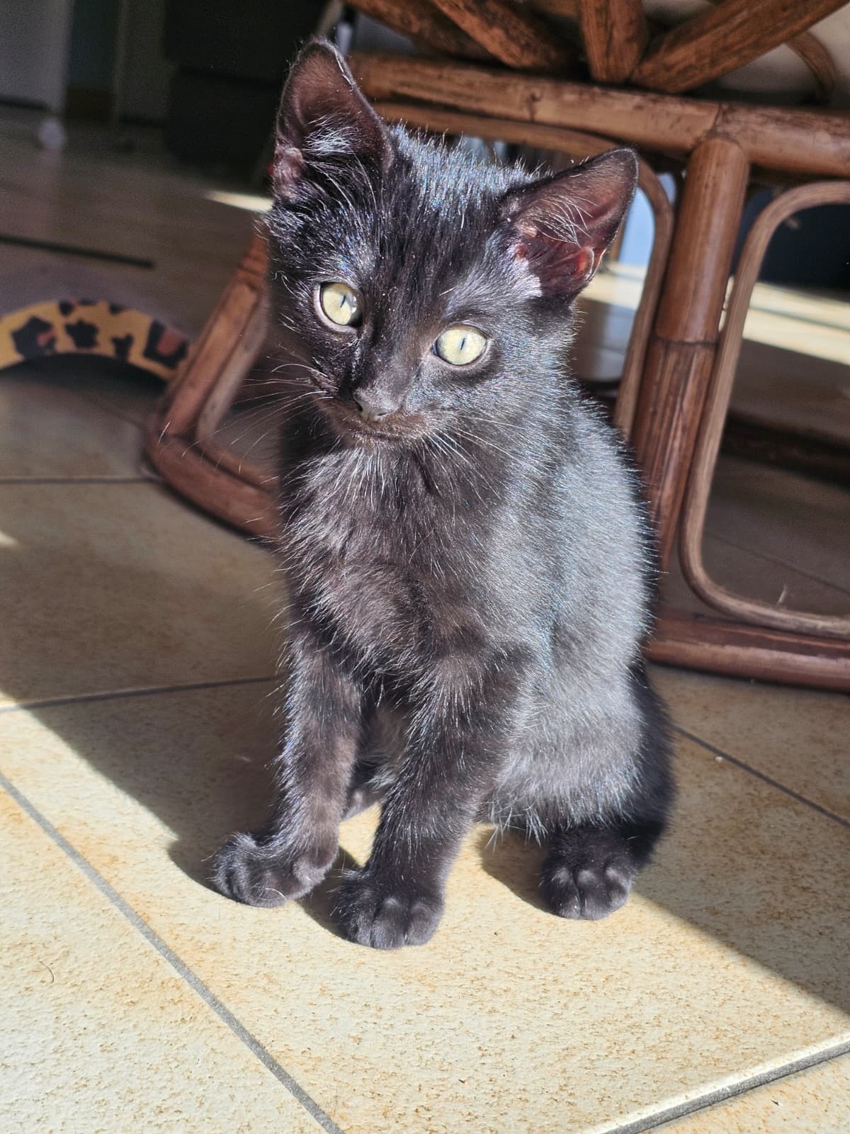 Adoption Barbouille