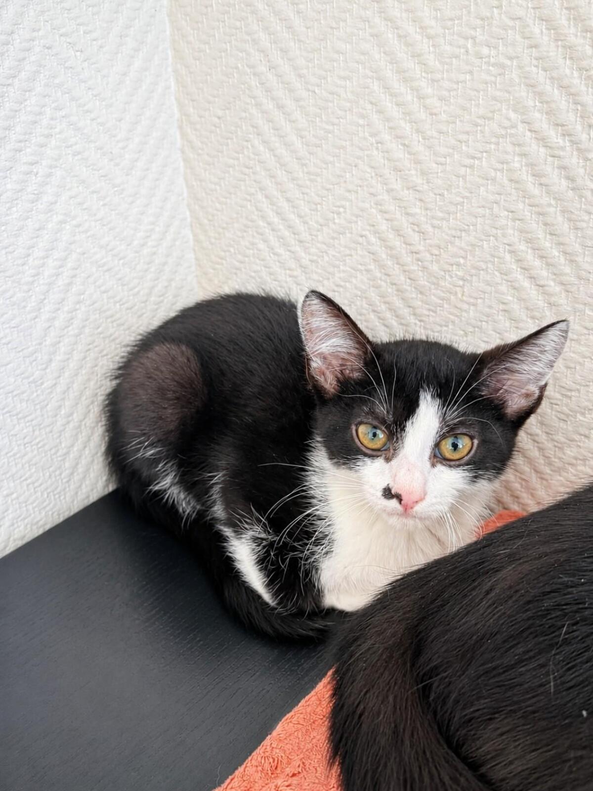 Adoption Baya