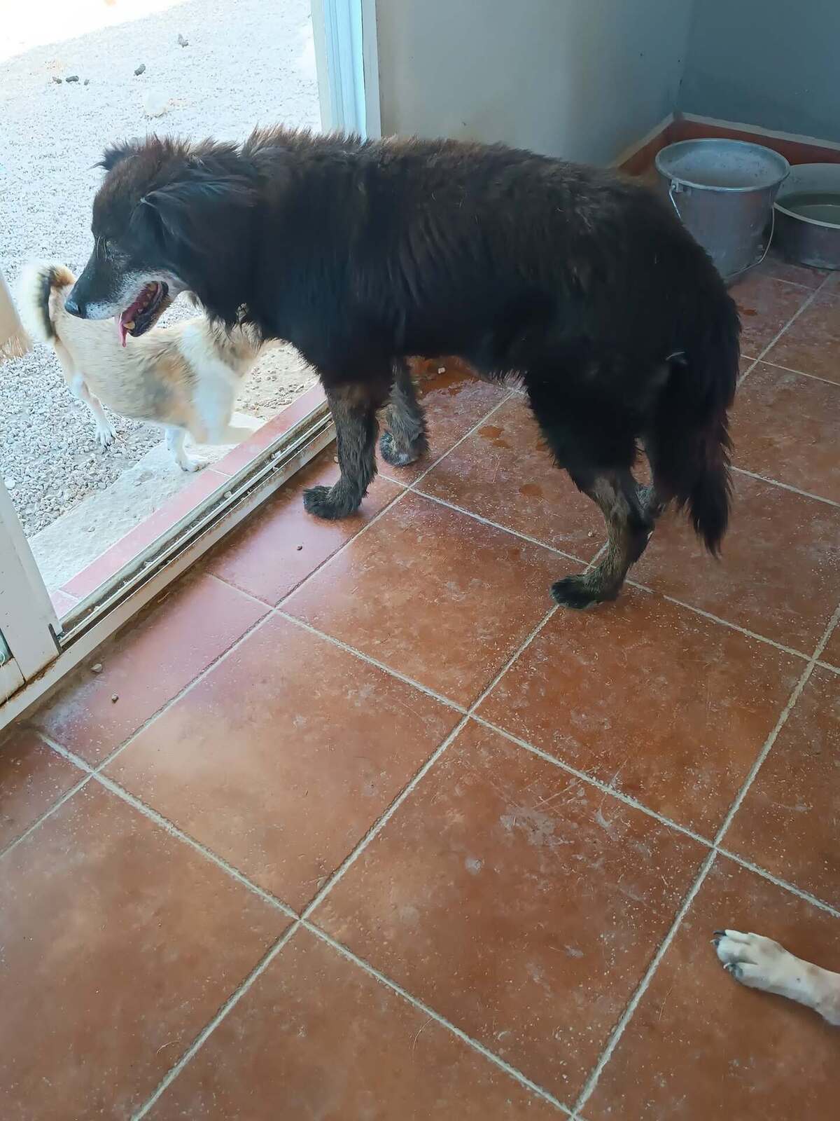 Adoption Manolo 