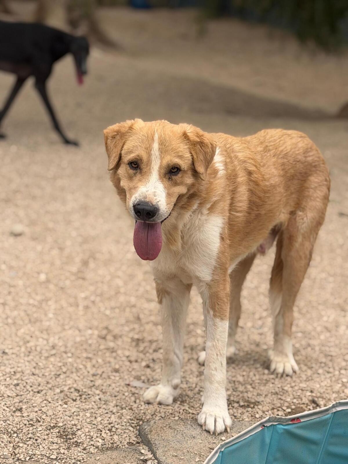 Adoption Guapo