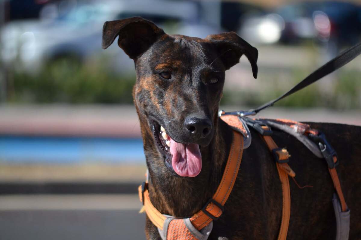 Adoption Sardina