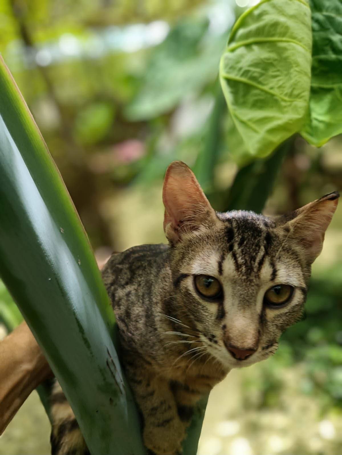 Adoption Bambou 