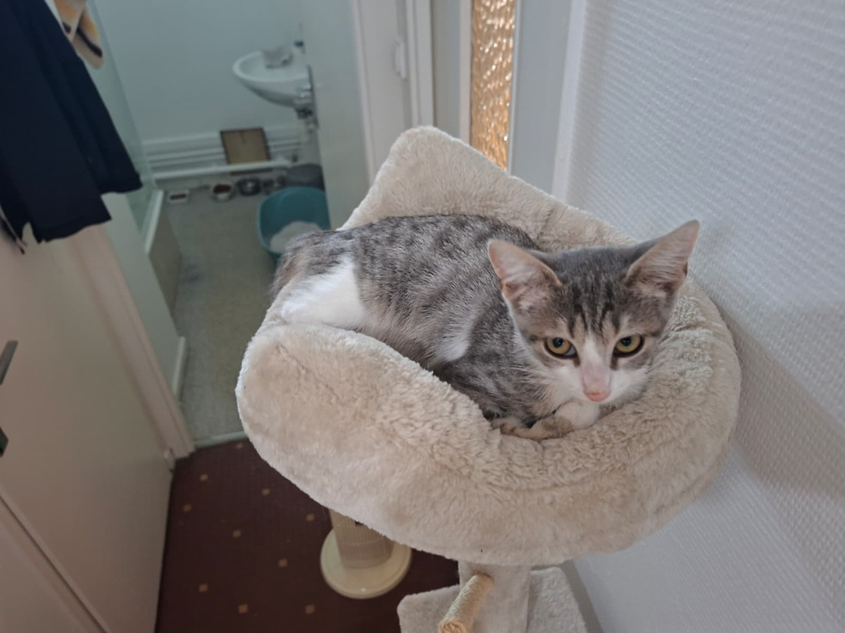 Adoption Betty