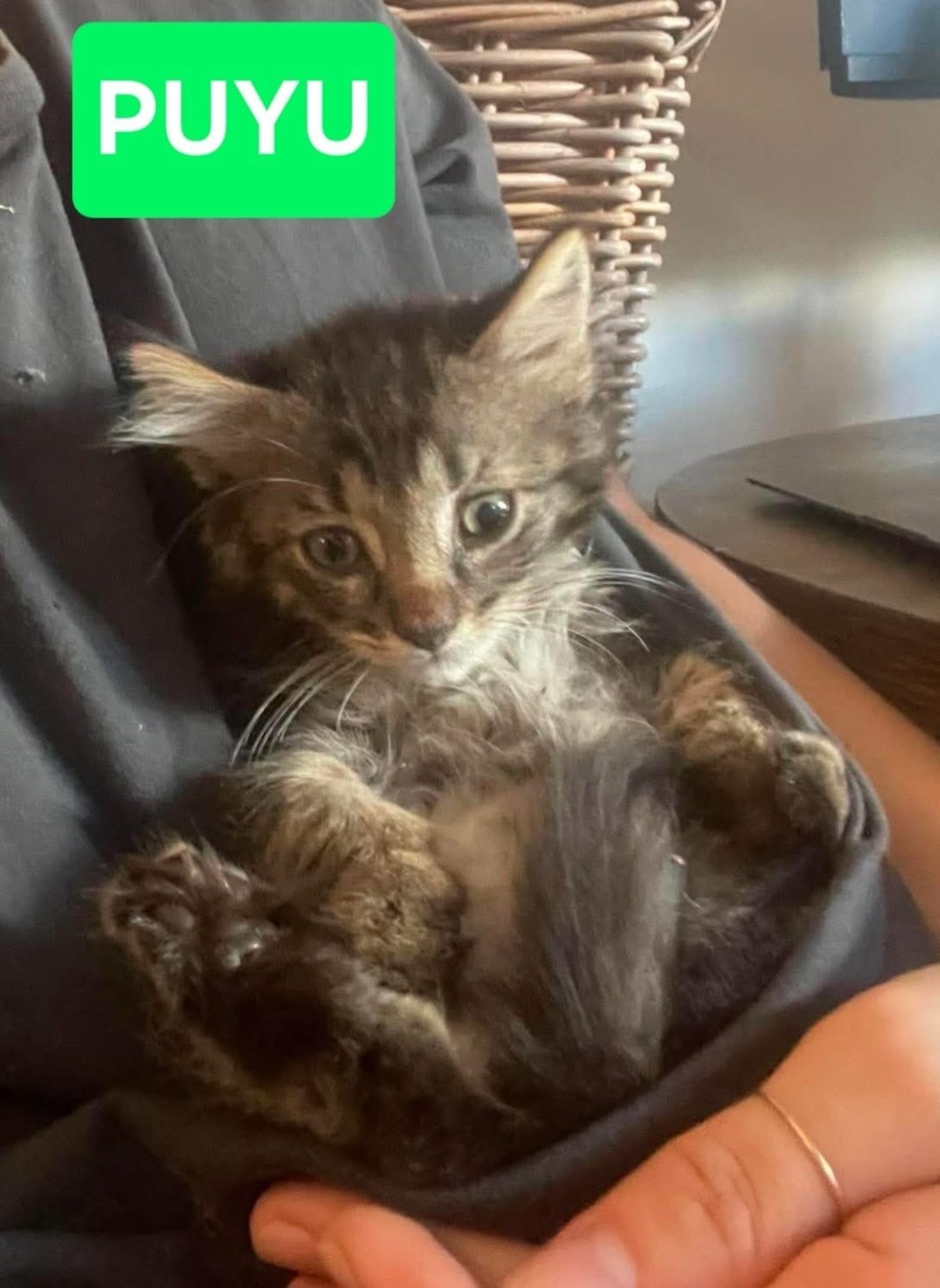 Adoption PUYU