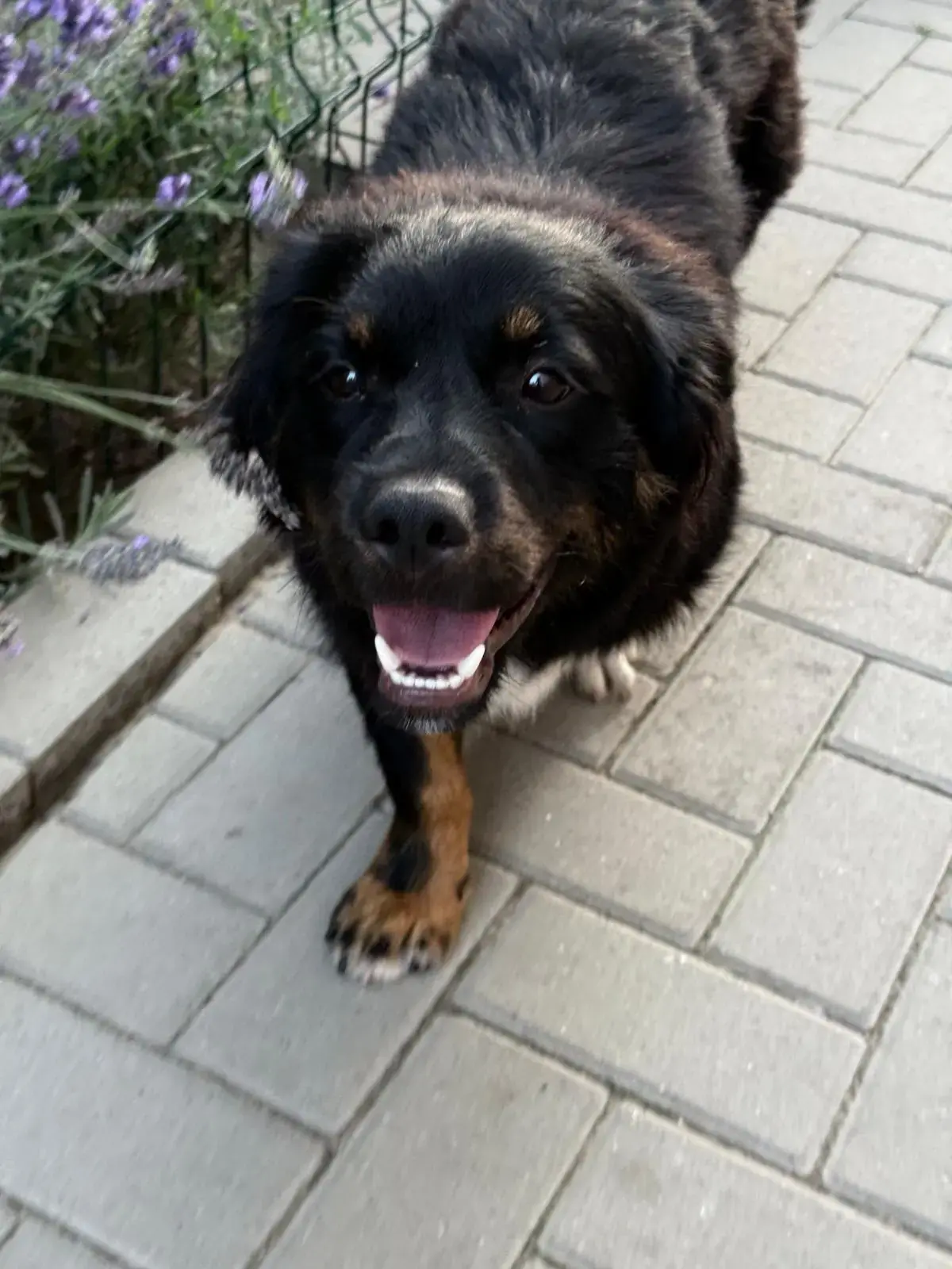 Adoption Kevin