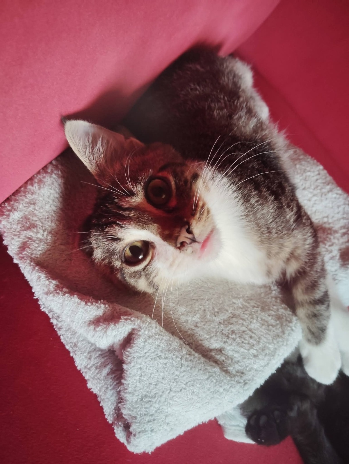 Adoption Bordeaux 