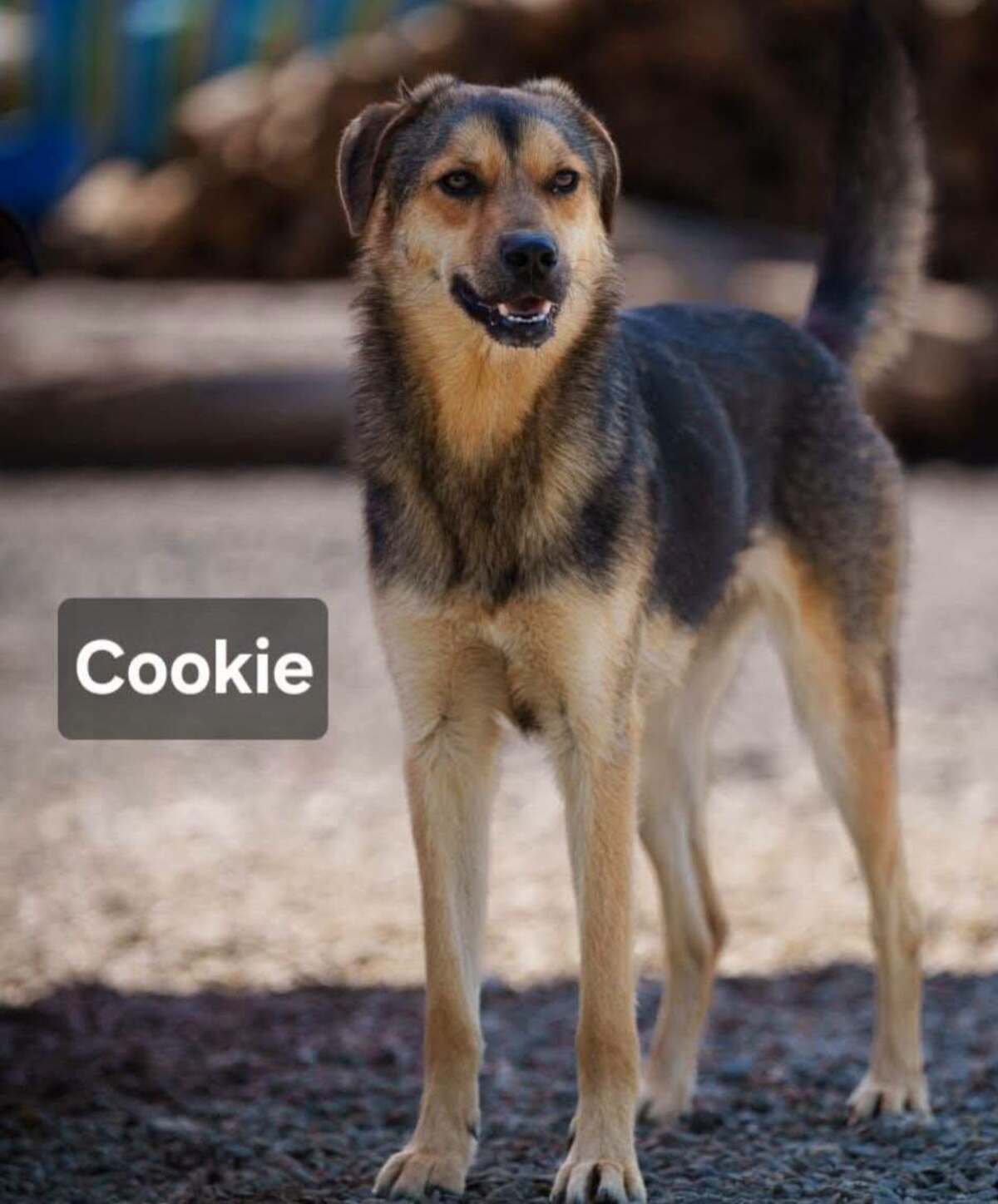 Adoption COOKIE